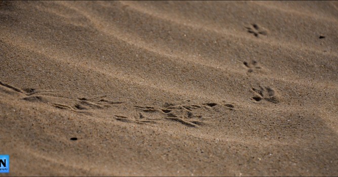 Footprints in the sand